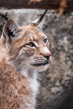 Avrasya vaşağının portresi. Avrasyalı vaşak, lat. Luchs vaşak, Avrupa 'dan Orta Asya ve Sibirya' ya kadar uzanan orta büyüklükte bir vahşi kedidir..