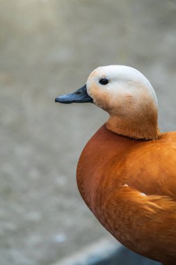 Ruddy Shelduck taş kaldırımda duruyor, Ruddy shelduck, Tadorna ferruginea. Ördeklerden oluşan bir su kuşu familyasıdır. Kuşun turuncu-kahverengi tüyleri ve açık renkli bir kafası vardır..