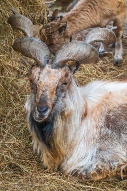 Markhor, Capra Falconeri, Orta Asya, Karakoram ve Himalayalar 'a özgü vahşi keçi portresi. Erkekler sıkıca kıvrılmış, tirbuşon gibi boynuzları var, 160 cm uzunluğunda.