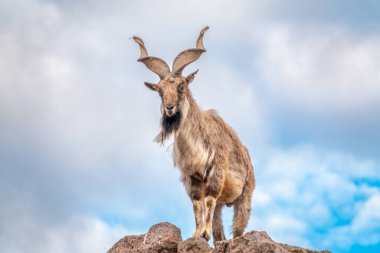 Markhor, Capra Falconeri, Orta Asya 'ya özgü vahşi keçi Karakoram ve Himalayalar mavi gökyüzü arka planında duran kayalar. Erkekler sıkıca kıvrılmış, tirbuşon gibi boynuzları var, 160 cm uzunluğunda.