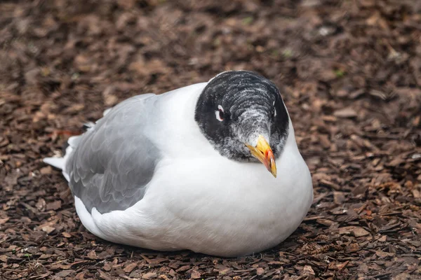 Gaivota Pallas Ichthyaetus Ichthyaetus Também Conhecida Como Grande Gaivota Cabeça — Fotografia de Stock