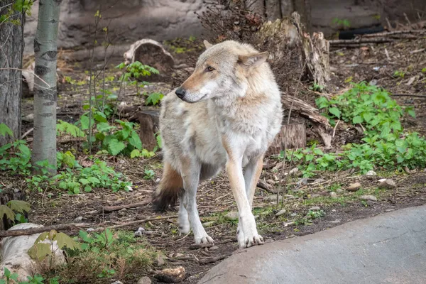 Lupo Grigio Nella Foresta Sull Erba Verde Lupo Canis Lupus — Foto Stock