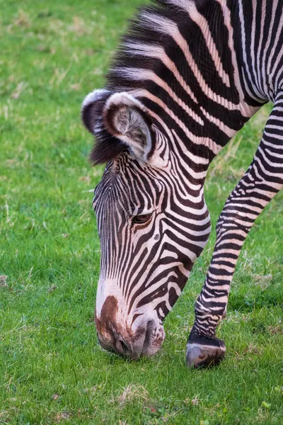 Zebra Grevy Lat Equus Grevyi Também Conhecida Como Zebra Imperial — Fotografia de Stock