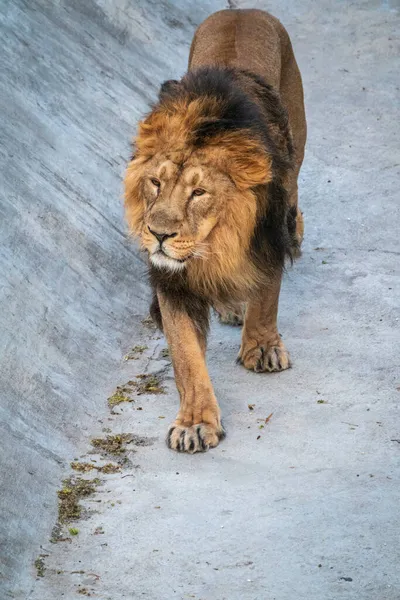 Seitenporträt Eines Jungen Asiatischen Löwen Bei Sonnigem Wetter Der Kopf — Stockfoto