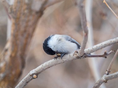 Cute bird The willow tit, song bird sitting on a branch without leaves in the winter. Willow tit perching on tree in winter. The willow tit, lat. Poecile montanus.