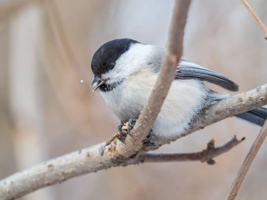 Cute bird The willow tit, song bird sitting on a branch without leaves in the winter. Willow tit perching on tree in winter. The willow tit, lat. Poecile montanus.