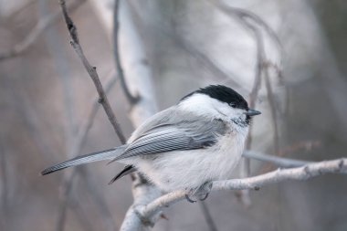 Cute bird The willow tit, song bird sitting on a branch without leaves in the winter. Willow tit perching on tree in winter. The willow tit, lat. Poecile montanus.