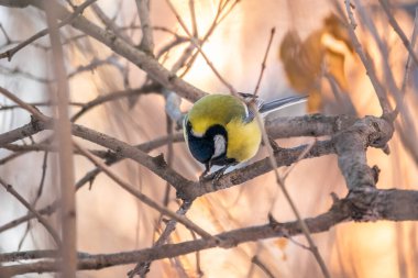 Cute bird Great tit, songbird sitting on a branch without leaves in the autumn or winter. Parus major