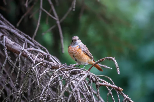 Den Vanliga Rödstartshonan Phoenicurus Phoenicurus Fotograferas Närbild Sittande Gren Mot — Stockfoto