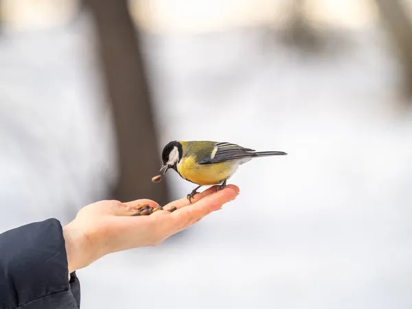 Girl Feeds Tit Palm Bird Sits Woman Hand Eats Seeds — Stockfoto