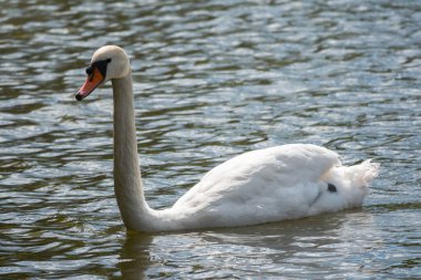 Koyu yeşil suyla gölde yüzen zarif beyaz bir kuğu. Beyaz kuğu suya yansıtılır. Dilsiz kuğu, Cygnus rengi.