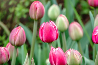 Yeşil bahar bahçesinde güzel pembe ve beyaz laleler çiçek tarhı. Doğal bahar arkaplanı.