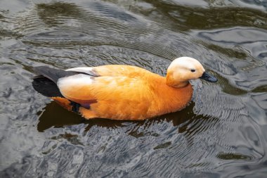 Ruddy Shelduck, ya da kırmızı ördek, Lat. Tadorna Ferruginea, gölde yüzüyor. Ördeklerden oluşan bir su kuşu familyasıdır. Kuşun turuncu-kahverengi tüyleri ve açık renkli bir kafası vardır..