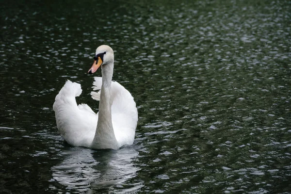 Grazioso Cigno Bianco Che Nuota Lago Con Acqua Scura Cigno — Foto Stock