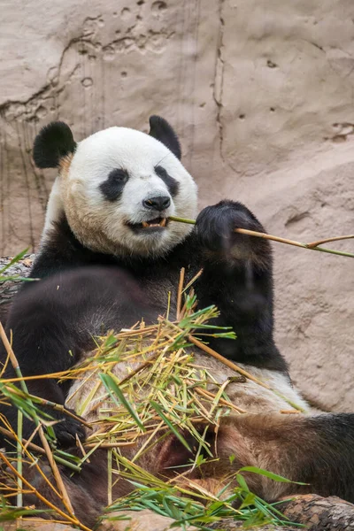 The Giant Panda Bear sits while eating a bamboo stalk. The giant panda, Ailuropoda melanoleuca