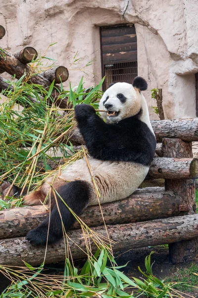 Dev Panda bambu sapı yerken oturur. Dev panda, Ailuropoda melanoleuca