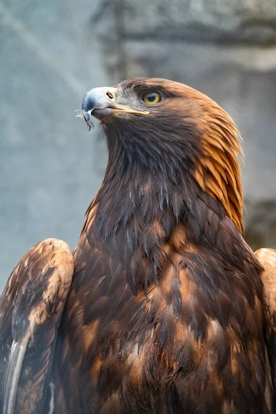 Yırtıcı Kuş Altın Kartal 'ın portresi. Altın kartal, Aquila chrysaetos, kuzey yarımkürede yaşayan bir yırtıcı kuş türüdür..