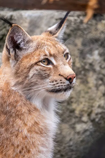 Avrasya vaşağının portresi. Avrasyalı vaşak, lat. Luchs vaşak, Avrupa 'dan Orta Asya ve Sibirya' ya kadar uzanan orta büyüklükte bir vahşi kedidir..