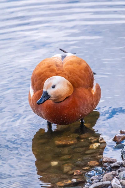 Ruddy Shelduck Oder Rote Ente Lat Tadorna Ferruginea Schwimmen Auf — Stockfoto