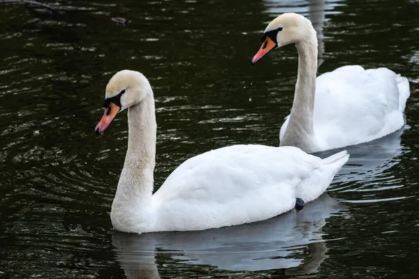 İki zarif beyaz kuğu karanlık suda yüzüyor. Dilsiz kuğu, Cygnus rengi.
