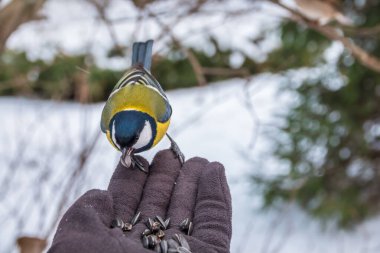 The tit eats seeds from a hand. A tit bird sitting on the hand and eating nuts. Caring for animals in winter or autumn.