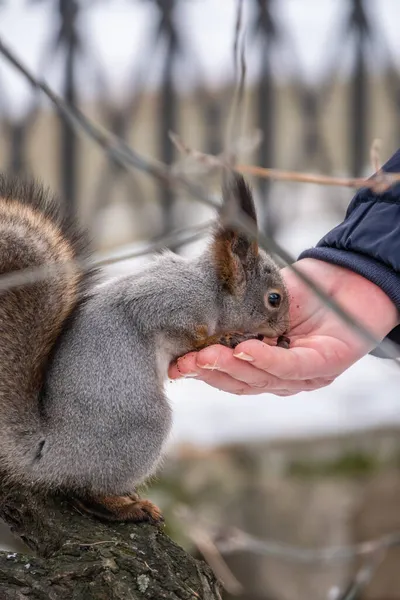Σκίουρος Χειμώνα Τρώει Καρύδια Από Χέρι Ενός Ανθρώπου Φροντίδα Για — Φωτογραφία Αρχείου