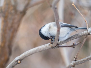 Cute bird The willow tit, song bird sitting on a branch without leaves in the winter. Willow tit perching on tree in winter. The willow tit, lat. Poecile montanus.