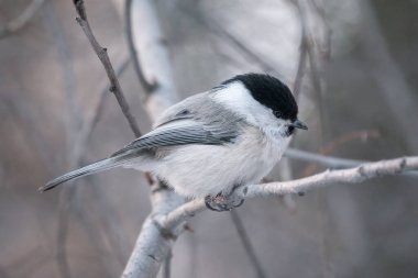 Cute bird The willow tit, song bird sitting on a branch without leaves in the winter. Willow tit perching on tree in winter. The willow tit, lat. Poecile montanus.