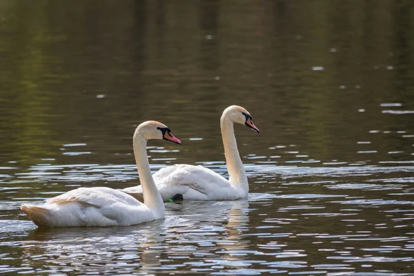 İki zarif beyaz kuğu karanlık suda yüzüyor. Dilsiz kuğu, Cygnus rengi.