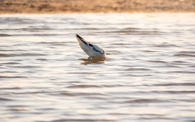 Su kuşu avocet, Recurvirostra avosetta, gölde besleniyor. Fareli köyün avocet 'i, uzun, ters dönmüş gagalı ve uzun, mavimsi bacaklı büyük siyah beyaz bir yağmurluktur.