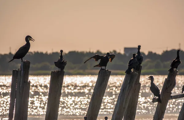 Una Bandada Cormoranes Sienta Antiguo Muelle Mar Con Luz Naranja — Foto de Stock
