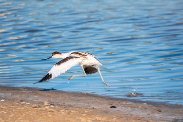 Kuşu Avocet Lat Recurvirostra Avosetta Gölün Kıyısından Havalanıyor Fareli Köyün — Stok fotoğraf