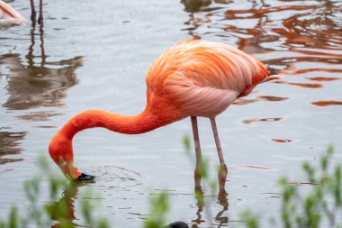 Amerikan flamingosu Phoenicopterus ruber göl kıyısında suyun üzerinde duruyor. Büyük bir flamingo türüdür.