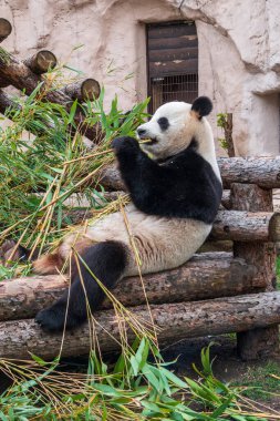 Dev Panda bambu sapı yerken oturur. Dev panda, Ailuropoda melanoleuca
