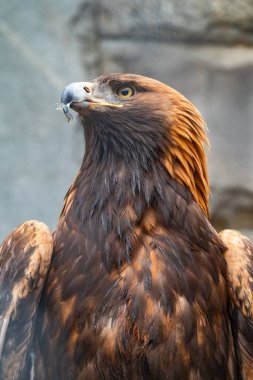 Yırtıcı Kuş Altın Kartal 'ın portresi. Altın kartal, Aquila chrysaetos, kuzey yarımkürede yaşayan bir yırtıcı kuş türüdür..