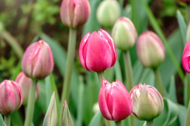 Yeşil bahar bahçesinde güzel pembe ve beyaz laleler çiçek tarhı. Doğal bahar arkaplanı.