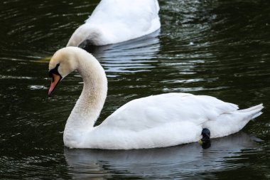 İki zarif beyaz kuğu karanlık suda yüzüyor. Dilsiz kuğu, Cygnus rengi.