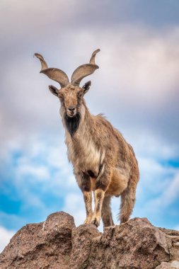 Markhor, Capra Falconeri, Orta Asya 'ya özgü vahşi keçi Karakoram ve Himalayalar mavi gökyüzü arka planında duran kayalar. Erkekler sıkıca kıvrılmış, tirbuşon gibi boynuzları var, 160 cm uzunluğunda.