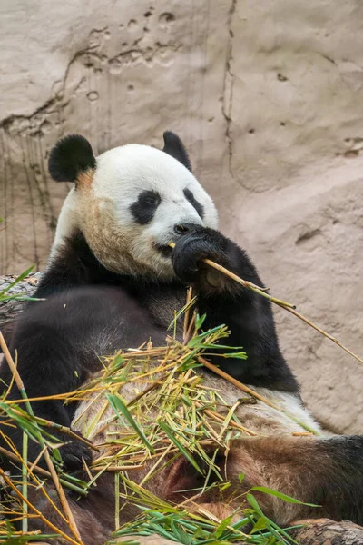 The Giant Panda Bear sits while eating a bamboo stalk. The giant panda, Ailuropoda melanoleuca