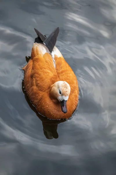 Ruddy Shelduck Kırmızı Ördek Lat Tadorna Ferruginea Gölde Yüzüyor Ördeklerden — Stok fotoğraf