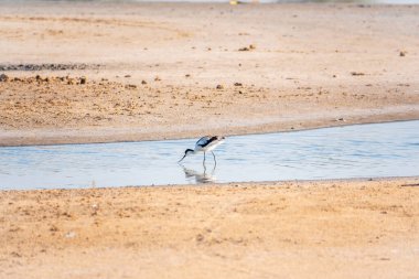 Fareli köyün avocet 'i, Recurvirostra avosetta, uzun, ters dönmüş gagalı ve uzun, mavimsi bacaklı büyük siyah ve beyaz bir balıkçıdır.