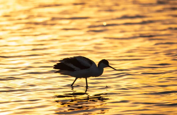 Kuşu Avocet Recurvirostra Avosetta Turuncu Gün Batımı Işığında Suyun Içinde — Stok fotoğraf