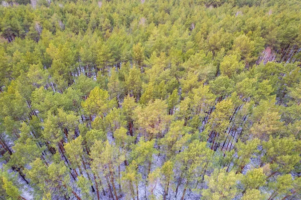 一个冬季松树林的空中景观 俯瞰白雪覆盖的松树 美丽的冬季森林景观 针叶林全景 风景如画的北部自然 — 图库照片