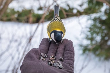 The tit eats seeds from a hand. A tit bird sitting on the hand and eating nuts. Caring for animals in winter or autumn.
