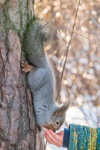 Een Klein Kind Voedt Winter Een Eekhoorn Met Een Noot — Stockfoto