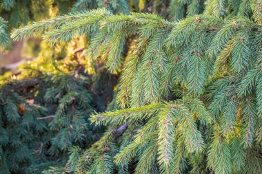 Kışın gün batımında yeşil köknar dalları. Arka plan olarak köknar ağacının dalları, yakın plan. Noel arkaplanı