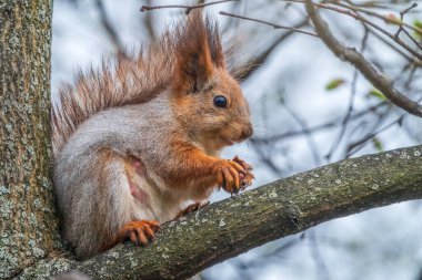 Fındıklı sincap bahar veya yaz aylarında bir dalda oturur. Avrasya kızıl sincabı, Sciurus vulgaris