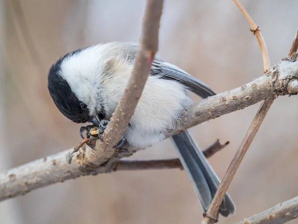 Netter Vogel Die Weidenmeise Singvogel Der Winter Auf Einem Zweig — Stockfoto