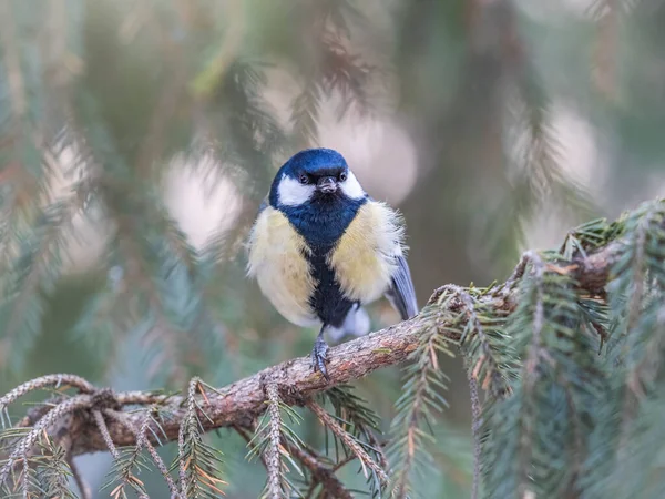 Cute Bird Great Tit Songbird Sitting Nice Fir Branch Parus — ストック写真