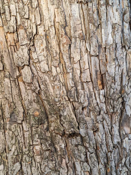 Textuur Van Schors Van Een Oude Appelboom Gedetailleerde Schors Textuur — Stockfoto